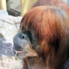 Orang Utan im Zoom Gelsenkirchen