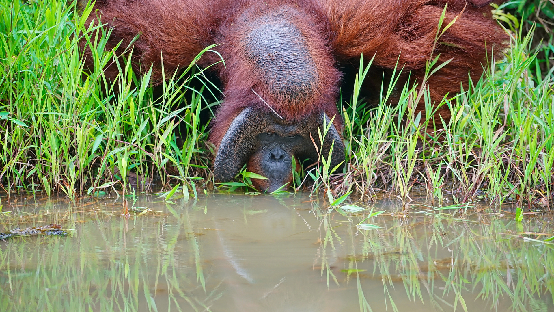 Orang Utan in Borneo