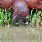 Orang Utan in Borneo