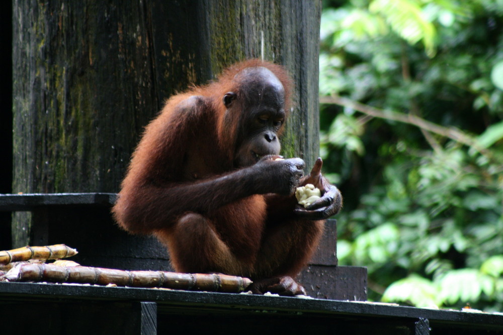 Orang Utan in Borneo Sepilok Malaysia