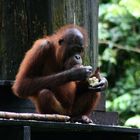 Orang Utan in Borneo Sepilok Malaysia