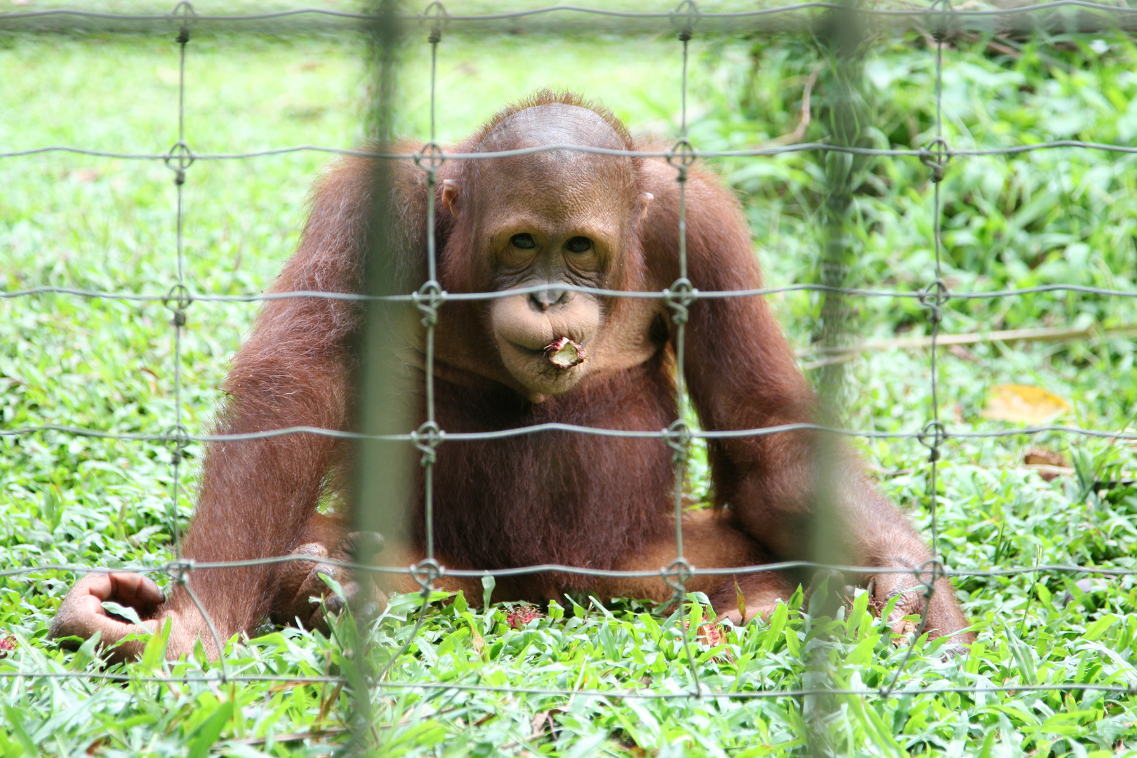 Orang Utan in der Aufzuchtstation Bukit Merah in Malaysia