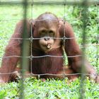 Orang Utan in der Aufzuchtstation Bukit Merah in Malaysia