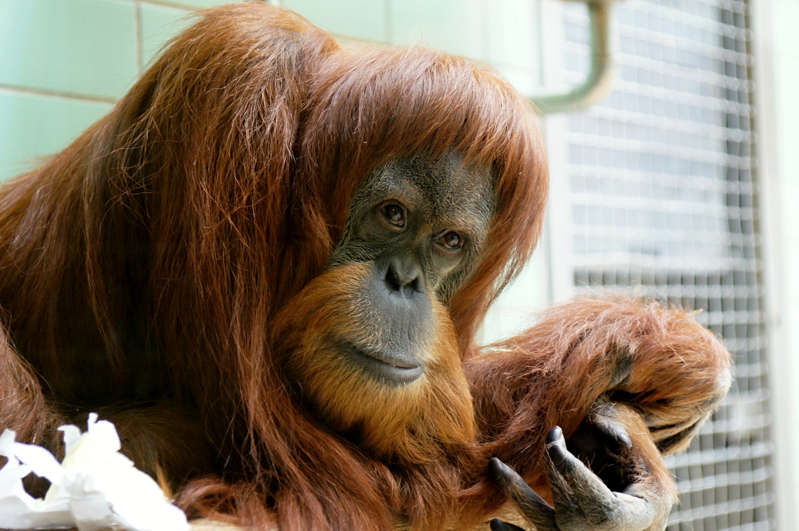 Orang Utan in der Wilhelma