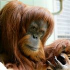 Orang Utan in der Wilhelma