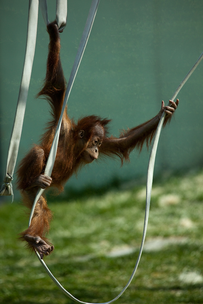 Orang-Utan in Hellabrunn 2010 #1