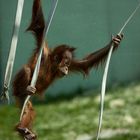 Orang-Utan in Hellabrunn 2010 #1