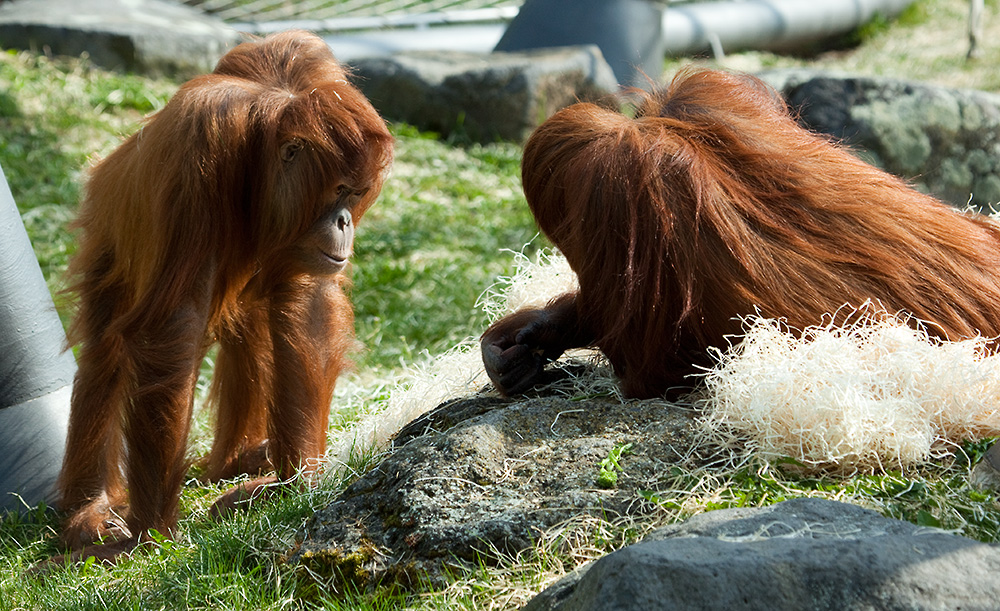 Orang-Utan in Hellabrunn 2010 #2