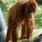 Orang-Utan in Hellabrunn 2010 #3