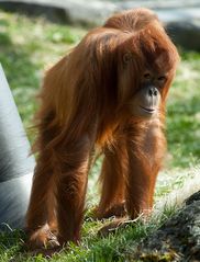 Orang-Utan in Hellabrunn 2010 #3