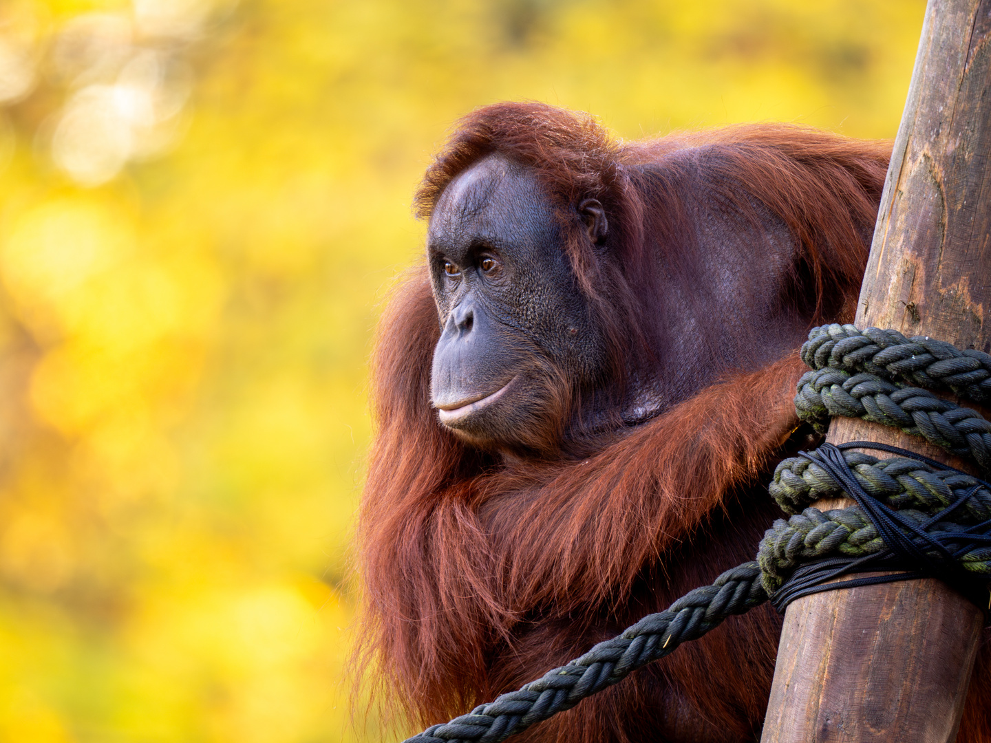 Orang Utan in Herbststimmung