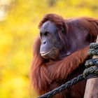 Orang Utan in Herbststimmung