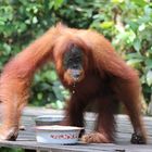 Orang Utan in Kalimantan - Borneo 2015