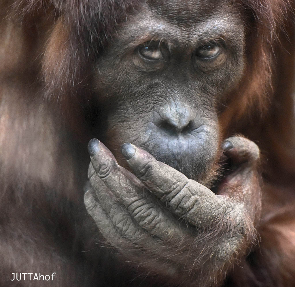  Orang-Utan Indah