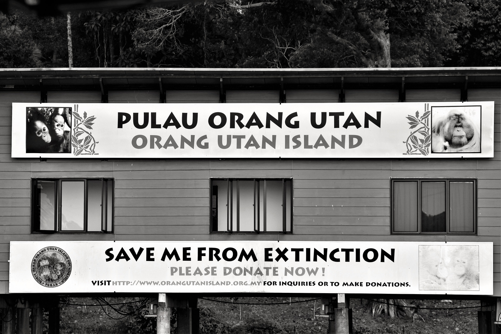 Orang Utan Island.