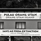 Orang Utan Island.