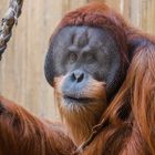 ORANG UTAN IV - der Toni