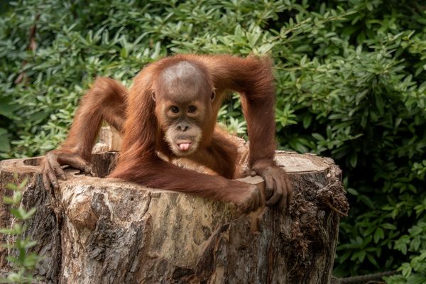 Orang Utan Junges Foto Bild Tiere Tierkinder Zoo Bilder Auf Fotocommunity