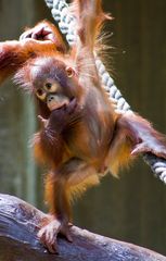 Orang-Utan Junges (Pongo) der Waldmensch