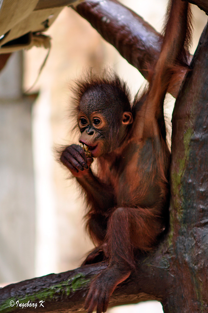 Orang-Utan-Junges - - Zoo Krefeld