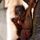 Orang-Utan-Junges - - Zoo Krefeld