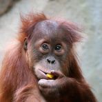 Orang-Utan -Jungtier-