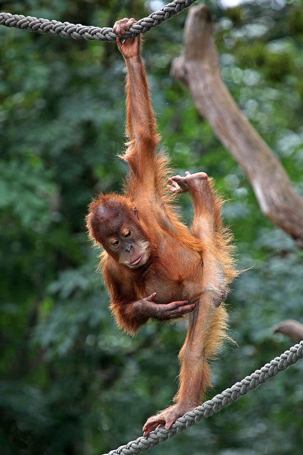 Orang Utan Jungtier (c)