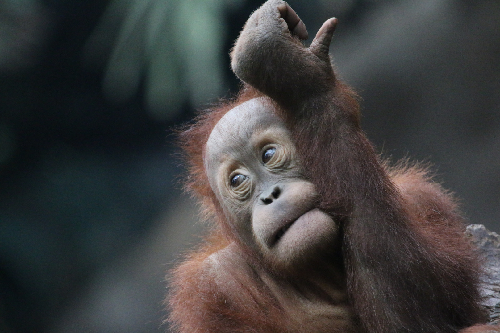 ..Orang Utan Jungtier kaut ängstlich an seinem Fell