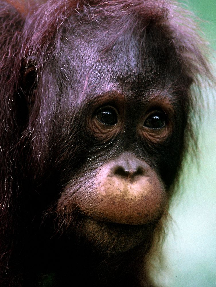 Orang Utan Junior