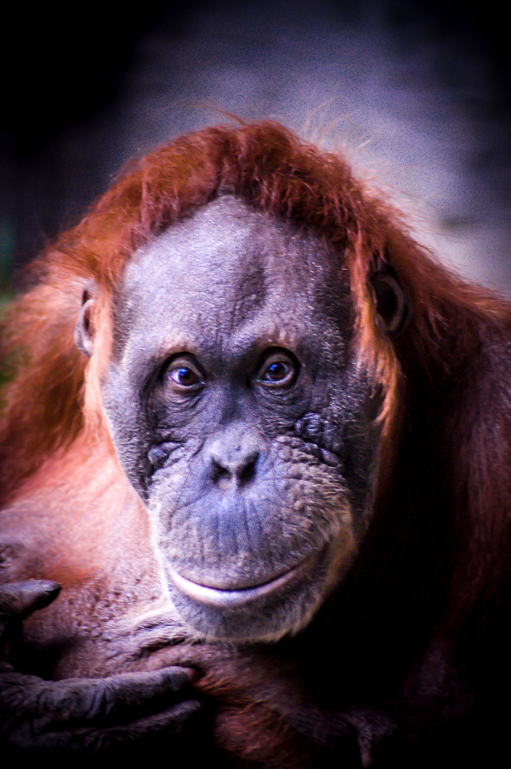 Orang Utan, Kanada