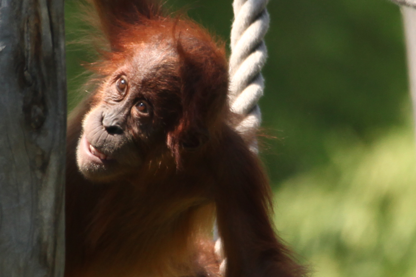 Orang Utan Kind beim Turnen