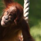 Orang Utan Kind beim Turnen