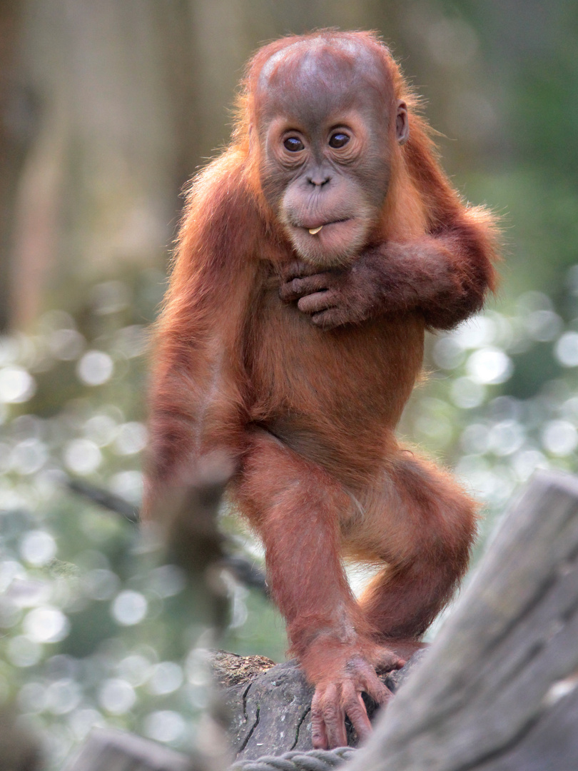 Orang-Utan-Kind im Zoo Leipzig