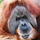 Orang Utan Klaus farbig