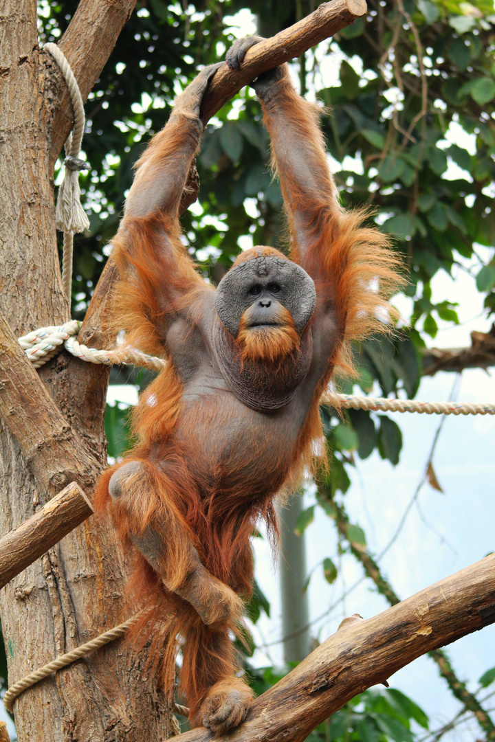 Orang Utan klettert