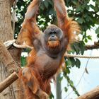 Orang Utan klettert