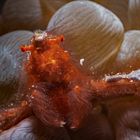 Orang-Utan Krabbe auf Blasenkoralle