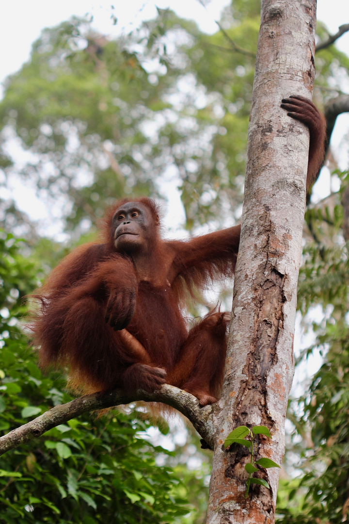 Orang Utan - Lässig auf dem Ast