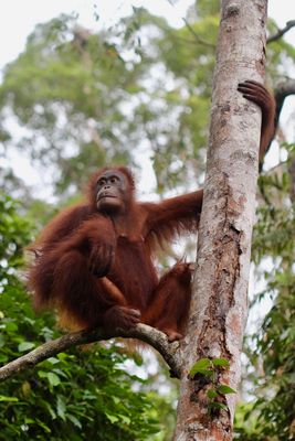 Orang Utan - Lässig auf dem Ast