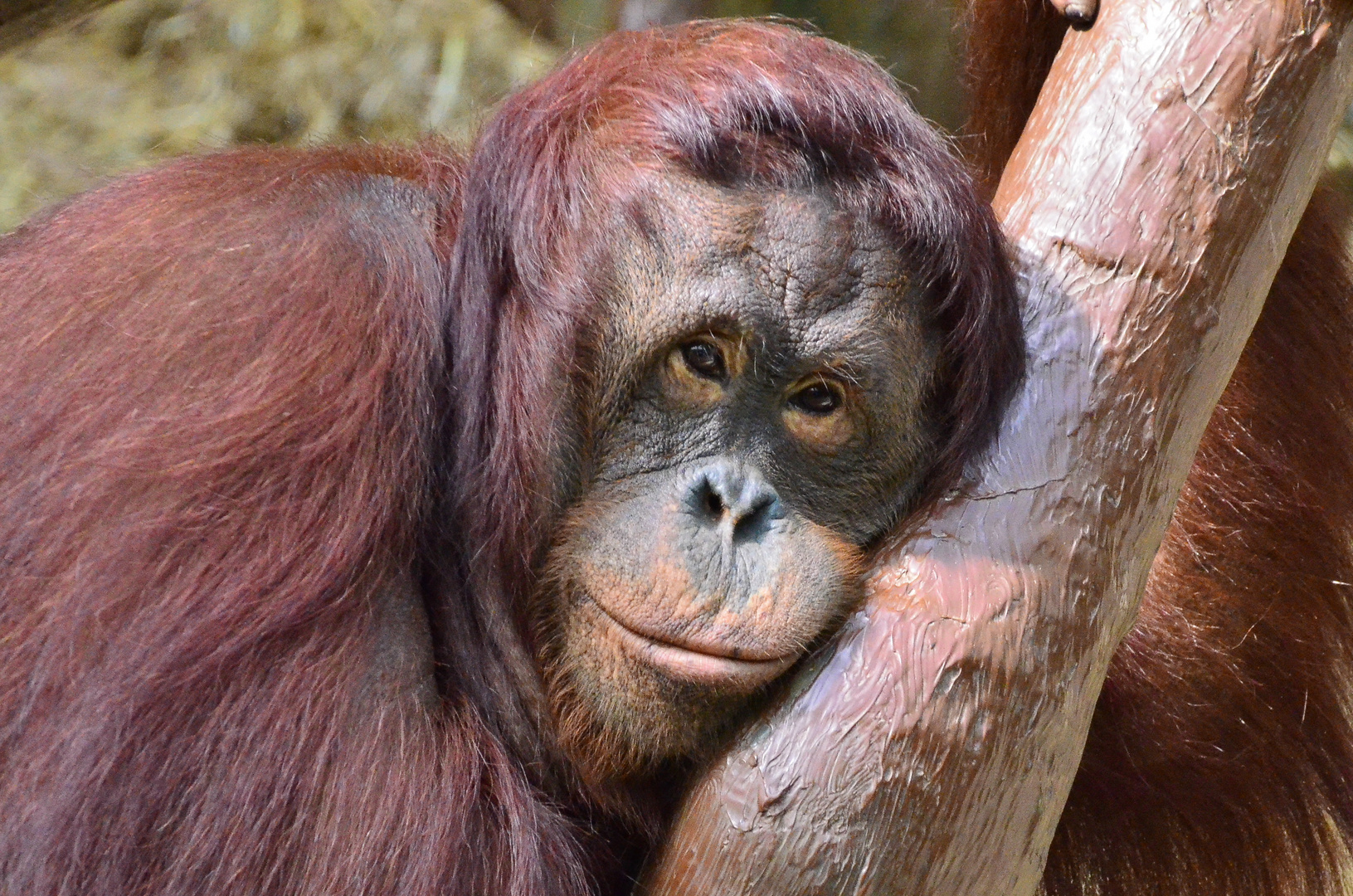 Orang-Utan 'Lea' im Krefelder Zoo