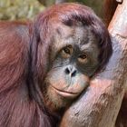 Orang-Utan 'Lea' im Krefelder Zoo