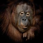 Orang Utan - Lea Zoo Krefeld