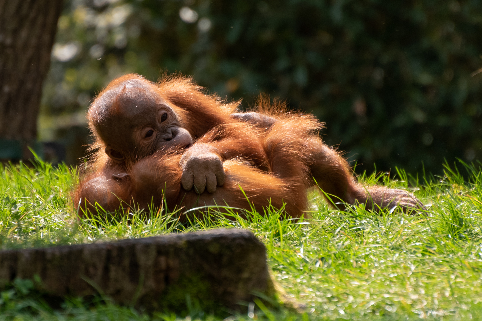 Orang Utan Leipzig Zoo