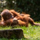 Orang Utan Leipzig Zoo