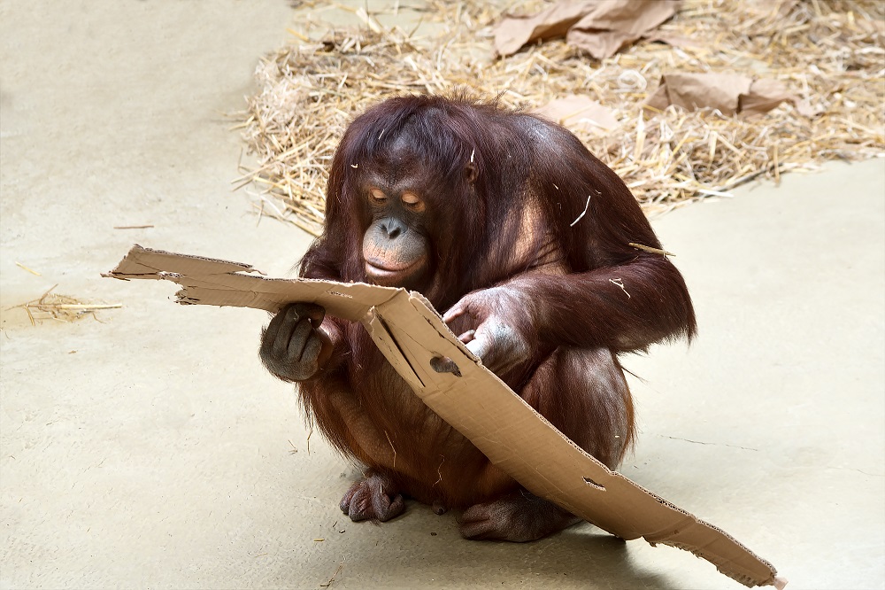 Orang-Utan liest Nachrichten.