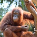 Orang-Utan Mädchen beim Schmunzeln