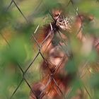 Orang Utan Mädchen Ketawa im Basler Zoo