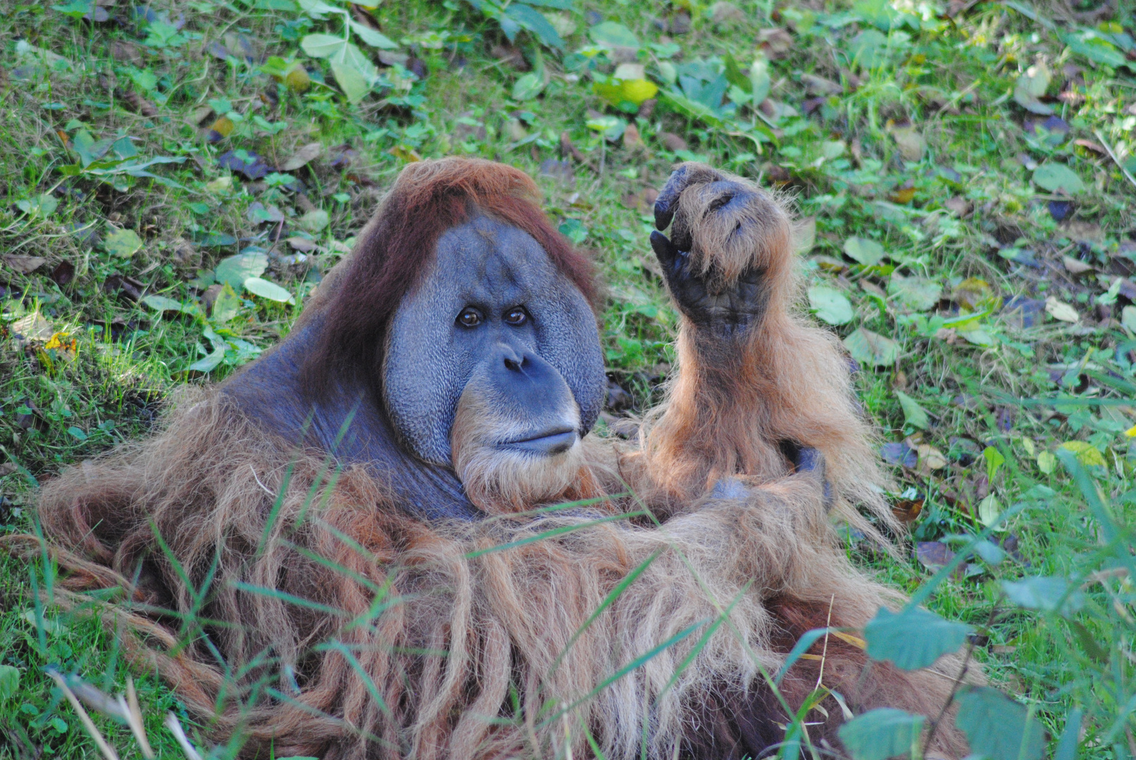 Orang-Utan-Männchen Bimbo