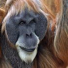 Orang Utan - Männchen im Frankfurter Zoo