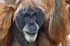 Orang Utan - Männchen im Frankfurter Zoo